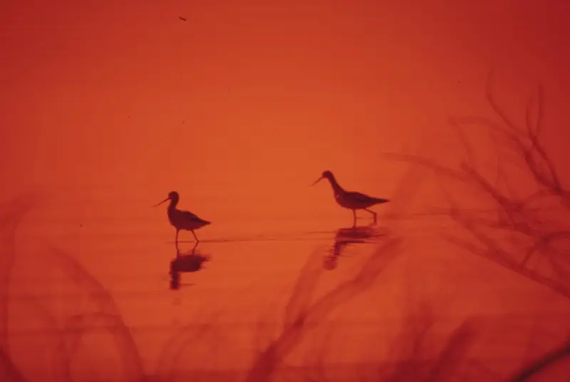 [object Object] image